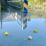 Trois canards en plastique flottent sur l'eau stagnante du passage inondé de la piste cyclable sous la RM6210