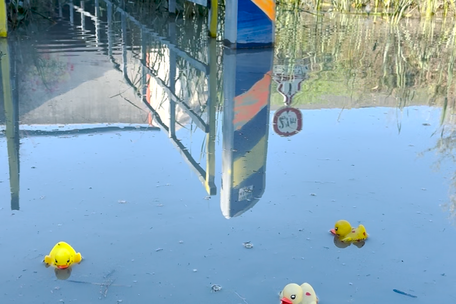 Trois canards en plastique flottent sur l'eau stagnante du passage inondé de la piste cyclable sous la RM6210